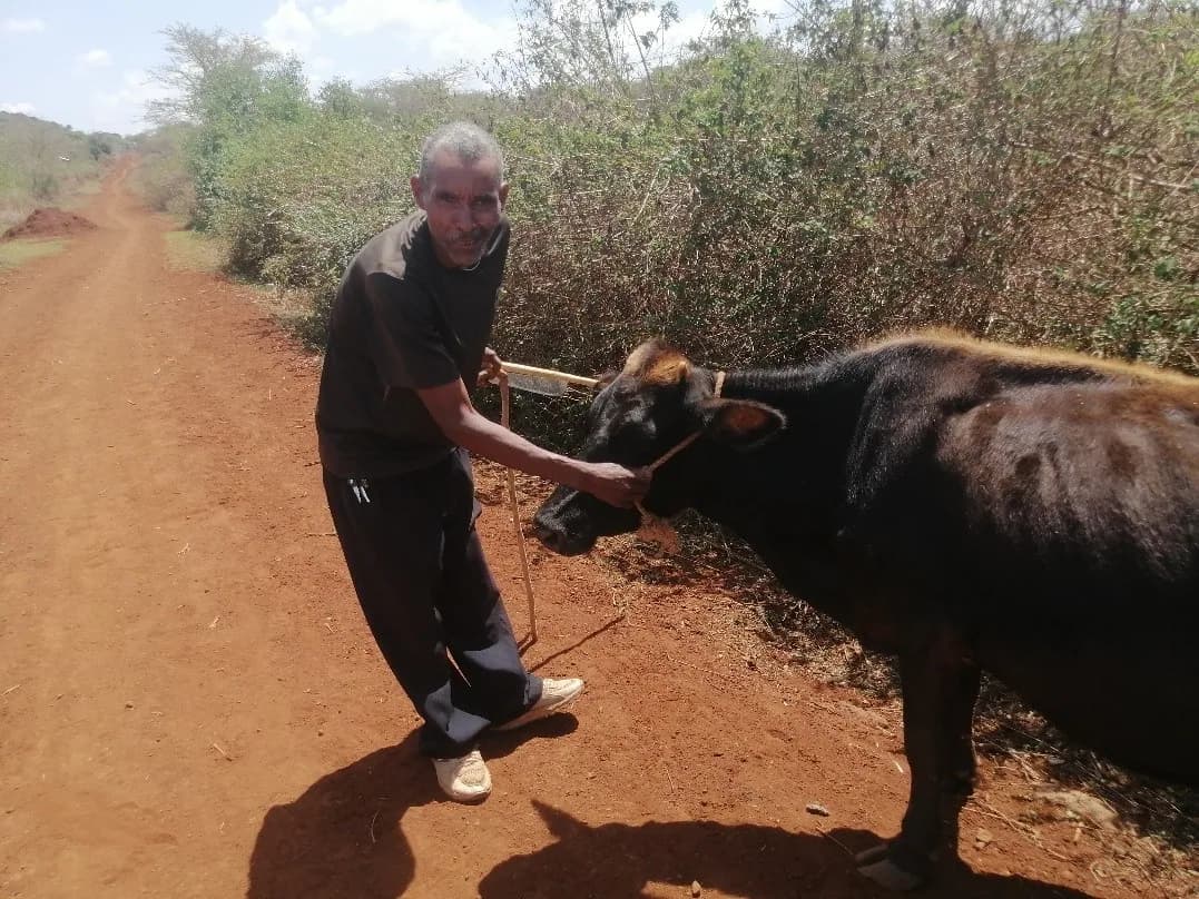 David Mwenda working with his cow