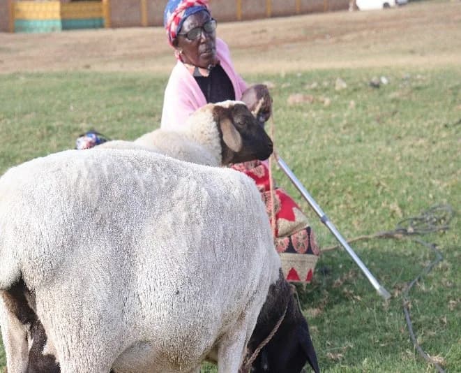 Mama Kariuki with her sheep